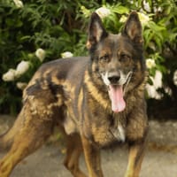 BLACK, chien à adopter