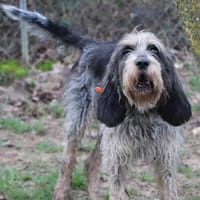 Odin, chien à adopter