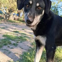 Poppy, chienne à adopter