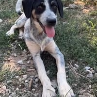 Dot, chien à adopter