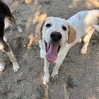 Jacob, chien à adopter