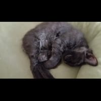 Pepper, chat à adopter