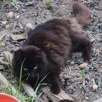 Ticha, chatte à adopter