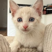 BOO, chatte à adopter