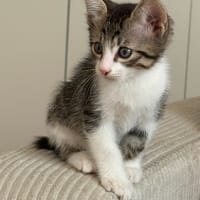 BUZZ, chat à adopter