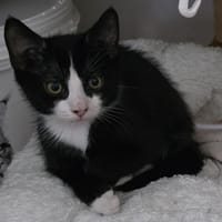 BANDIT, chat à adopter