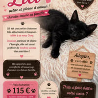 LILI, chatte à adopter