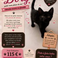 DORY, chatte à adopter