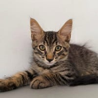 BALISTO, chat à adopter