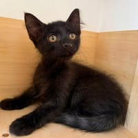 BUENO, chat à adopter