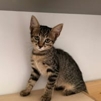 MERINGUE, chatte à adopter