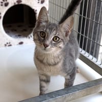 BIRDY, chat à adopter