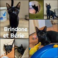 BERIE et BRINDONE, chatte à adopter