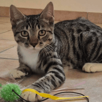 BANDIT, chat à adopter