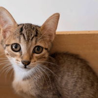 GAUFRETTE, chatte à adopter
