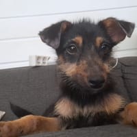 california, chienne à adopter