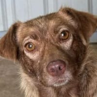 LILLY-zuckersüße, schokobraune Mischlings-Hündin, Hündin zur Adoption