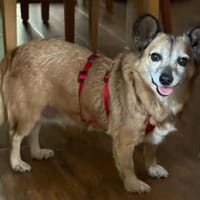 Corgie Mix?: Hundeomi  Amanda sucht Menschenomi, Hündin zur Adoption