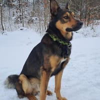 RUDI HOFFT AUF EIN BISSCHEN GLÜCK!, Hund zur Adoption