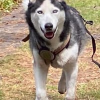 Husky MAXwartet schon in 56626 Andernach, Hund zur Adoption