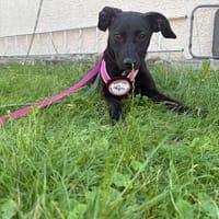🐾❤ Molli sucht ihr Für-immer-Zuhause! ❤🐾, Hündin zur Adoption