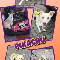 offener, lieber Pikachu auf PS in 91247, Hund zur Adoption