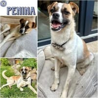 PENINA -verschmuste sanfte Seele-, Hündin zur Adoption