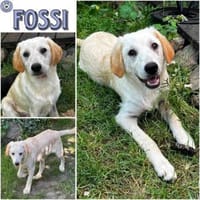 FOSSI -rundum tolles Hundekind-, Hund zur Adoption