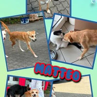 sehr lieber, junger Matteo auf PS in 91217, Hund zur Adoption