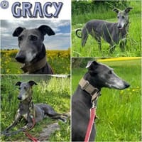 GRACY -offen, lieb & verschmust-, Hündin zur Adoption
