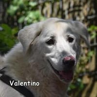 VALENTINO, Hund zur Adoption