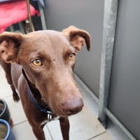 Logan, Hund zur Adoption