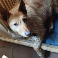 Hübscher Cox, Hund zur Adoption