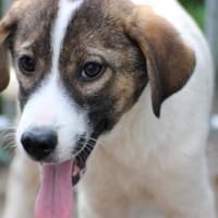 Keny - goldiger Welpenbub, Hund zur Adoption