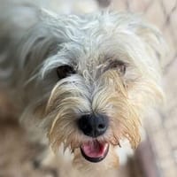 DORI-zuckersüße, freundliche Bichon-Mix-Hündin, Hündin zur Adoption