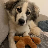Willow - schüchterner Rüde sucht Familie, Hund zur Adoption