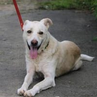 Siriu - zutraulich u. aufgeweckt, Hund zur Adoption
