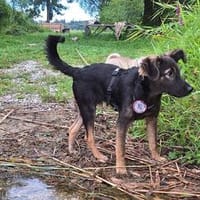 🐾 💙Unser toller Johnny, sucht sein Zuhaus🐾💙, Hund zur Adoption