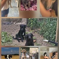 Unsere Welpen und Junghunde, Hund zur Adoption