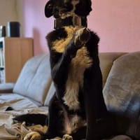 Joschi sucht seine Familie für immer, Hund zur Adoption