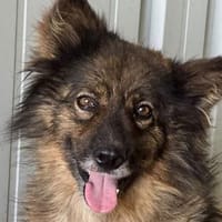 LEO-zauberhafter, lieber Rüde, Hund zur Adoption
