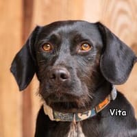 VITA, Hündin zur Adoption