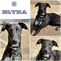 ELYRA ° verschmuste Lady, Hündin zur Adoption