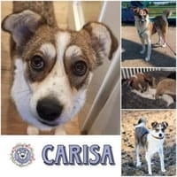 CARISA * charmant, chick, charakterstark, Hündin zur Adoption