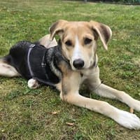 Amber - die menschenbezogene Herzenshündin, Hündin zur Adoption
