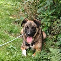 Unser zartes Hundeseelchen Sam sucht ein neues Zuhause, Hund zur Adoption