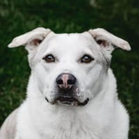 Charly der Wilde, Hund zur Adoption