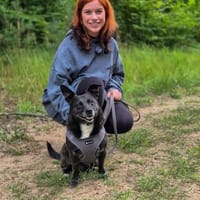 Cosmo, Hund zur Adoption