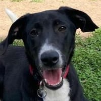 ARNO-zuckersüßer Welpen-Rüde, Hund zur Adoption