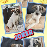 lieber Welpenjunge Joker auf PS in 92348, Hund zur Adoption
